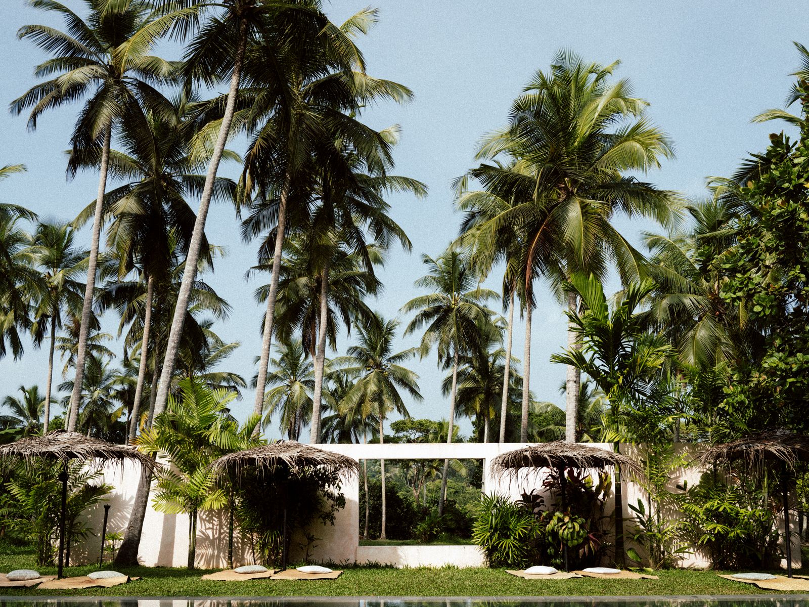 Palm-lined garden at a resort in Sri Lanka